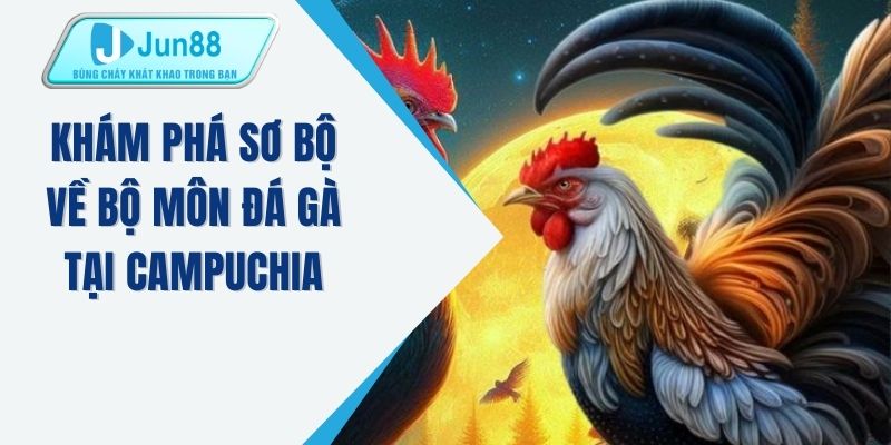 Khám phá sơ bộ về bộ môn đá gà tại Campuchia